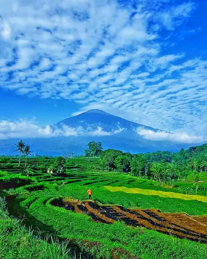 From Jakarta : Volcano, Tea & Rice Fields, Hot Spring - Why this Jakarta day trip works