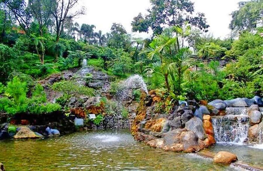 From Jakarta : Volcano, Tea & Rice Fields, Hot Spring - Tea plants in an active volcanic area
