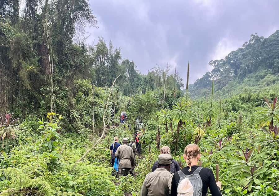 From Kigali: Bisoke Summit Trek, Crater Lake 1 Day Safari - Key points to know before climbing Bisoke