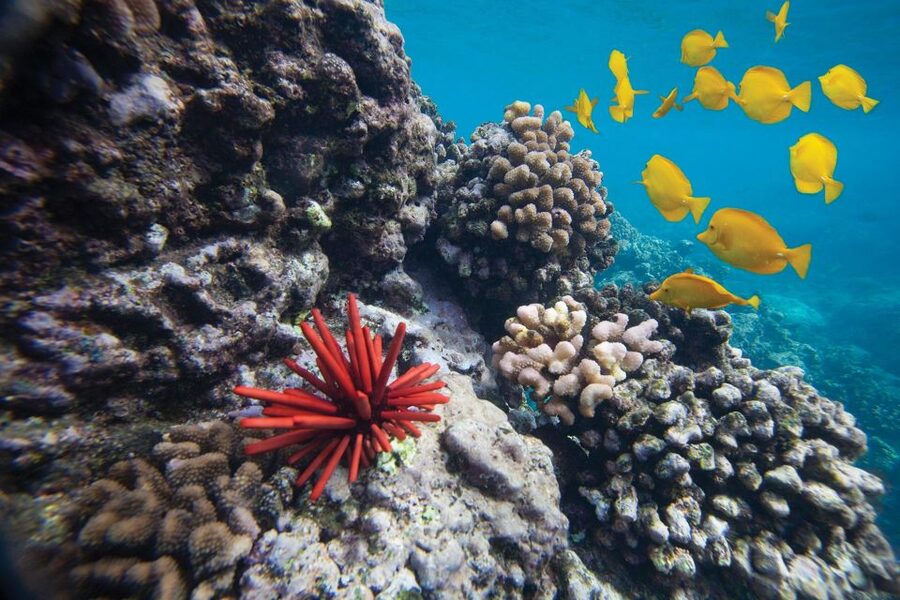 From Kihei: Molokini Crater and Turtle Town Snorkeling - Molokini Crater: clear water and a volcanic setting