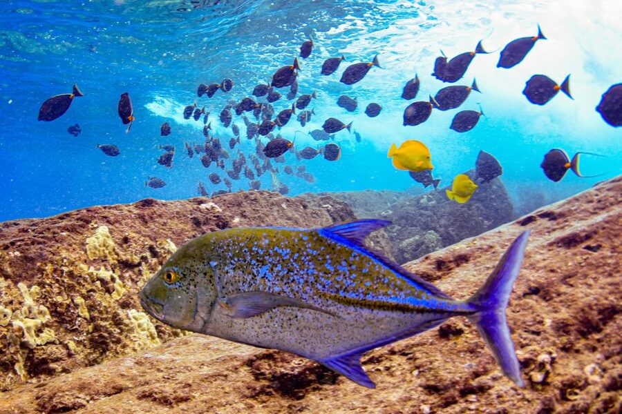 From Kihei: Molokini Crater and Turtle Town Snorkeling - My verdict: a strong two-stop snorkel trip