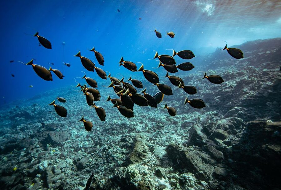 From Kihei: Molokini Crater and Turtle Town Snorkeling - A three-hour route that leaves room for wildlife