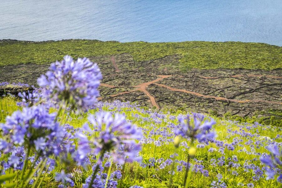 From Madalena: Pico Volcanoes and Lakes Guided Day Tour - Why Pico’s volcanoes deserve a full day
