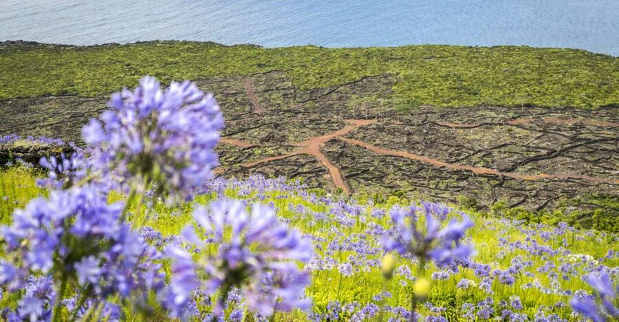 From Madalena: Pico Volcanoes and Lakes Guided Day Tour - Casa da Montanha and the high mountain views