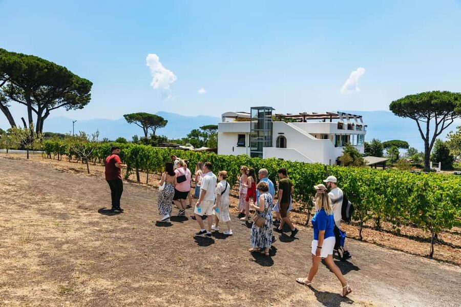 From Naples: Wine Tasting Tour on Vesuvius Slopes with Lunch - Value, group size, and who will enjoy it