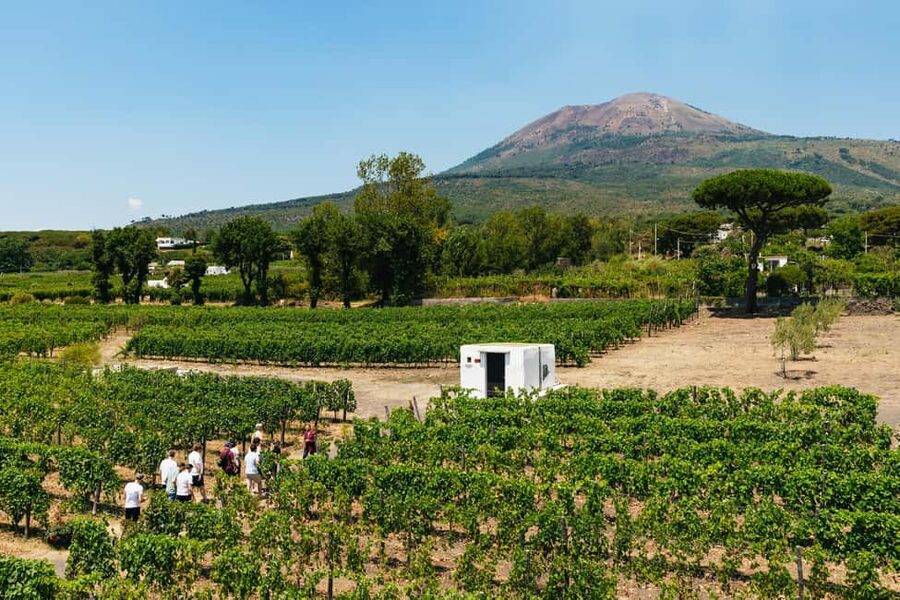 From Naples: Wine Tasting Tour on Vesuvius Slopes with Lunch - Why Vesuvius wine tastes different
