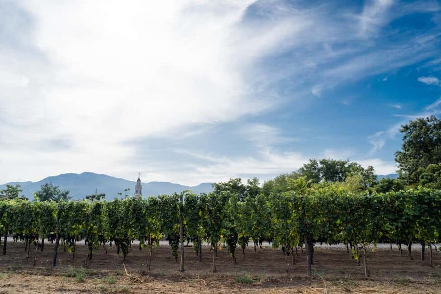 From Pompeii: Mount Vesuvius Wine Tasting and Lunch - A family winery with Mount Vesuvius underfoot