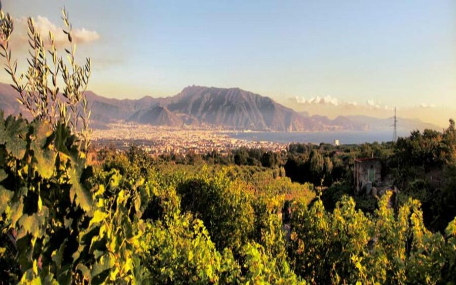 From Pompeii: Mount Vesuvius Wine Tasting and Lunch - Should you book this Vesuvius wine experience?