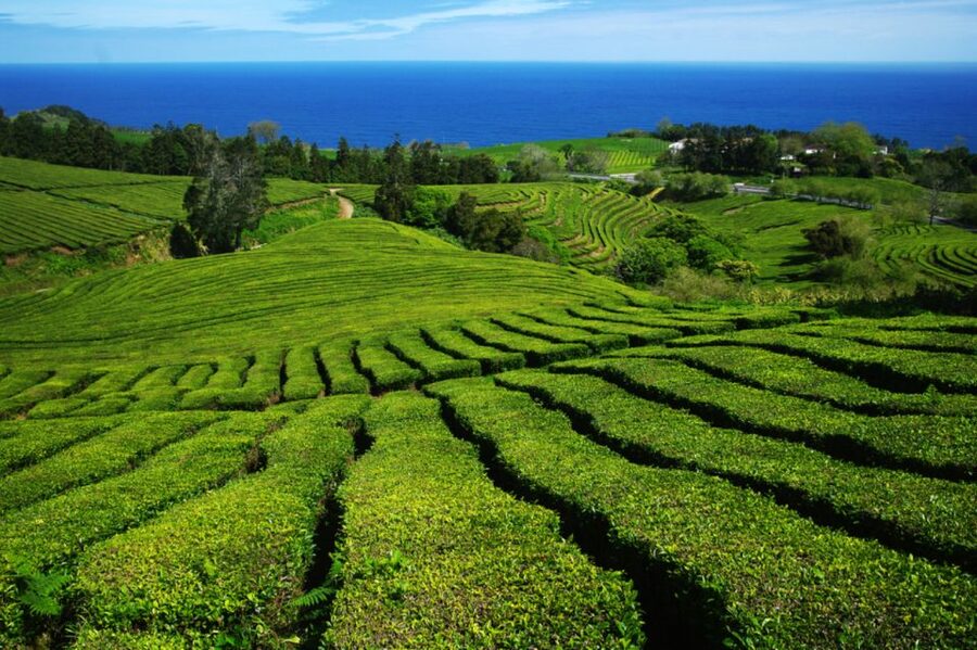 From Ponta Delgada: Lagoa do Fogo & Hot Springs Day Trip - What the Small Group Changes