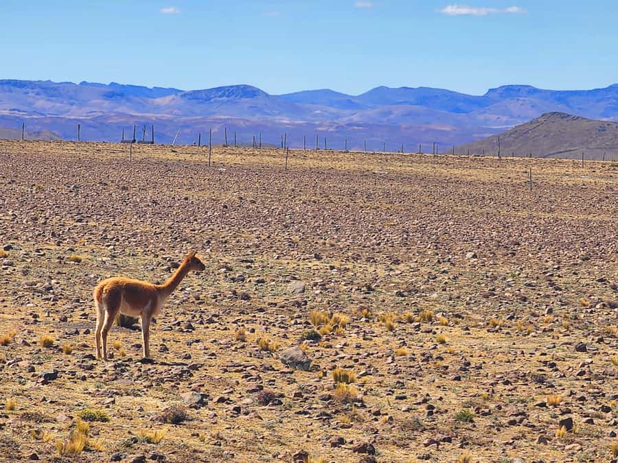 From Puno: 2-Day Tour to Colca Canyon ending in Arequipa - Guide support, comfort, and flexibility
