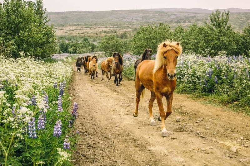 From Reykjavík: Icelandic Horse Riding Tour in Lava Fields - Why Icelandic Horses Make This Ride Special