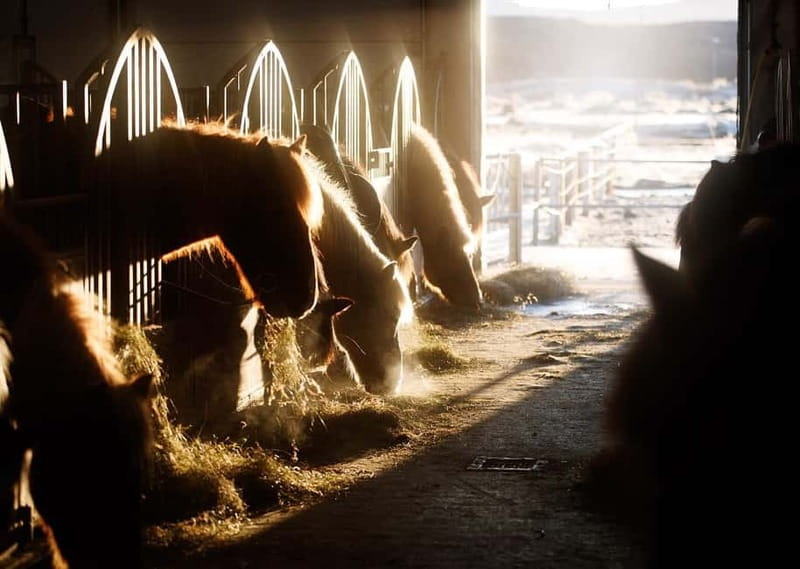 From Reykjavík: Icelandic Horse Riding Tour in Lava Fields - Is the $141 Price Good Value?