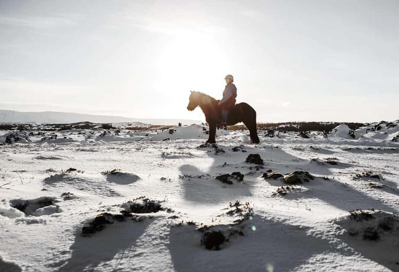 From Reykjavík: Icelandic Horse Riding Tour in Lava Fields - Booking Details Worth Knowing