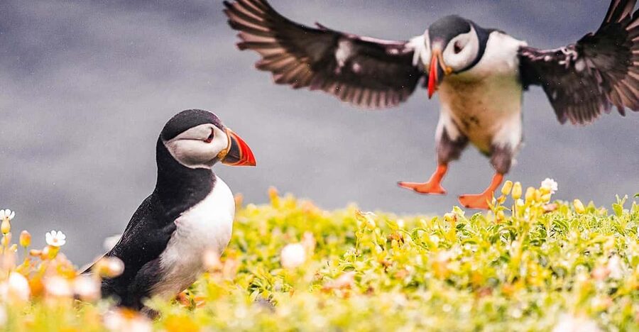 From Reykjavik: Puffin and Volcano Tour in Westman Islands - Key points to know before booking