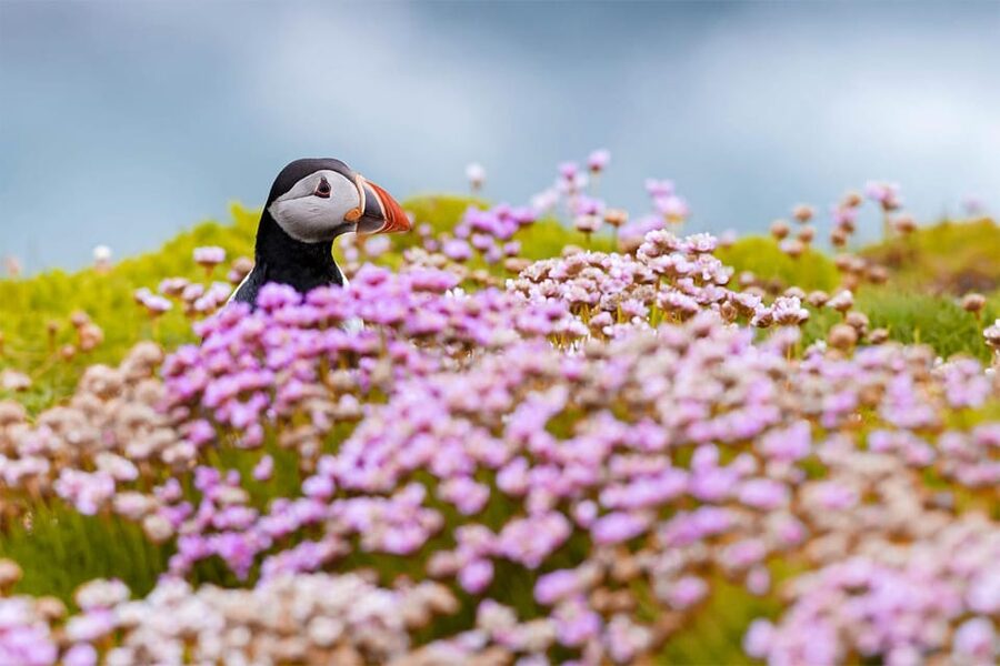 From Reykjavik: Puffin and Volcano Tour in Westman Islands - Hiking Eldfell, the Mountain on Fire