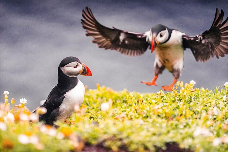 From Reykjavik: Puffin and Volcano Tour in Westman Islands - Free time and the return to Reykjavik