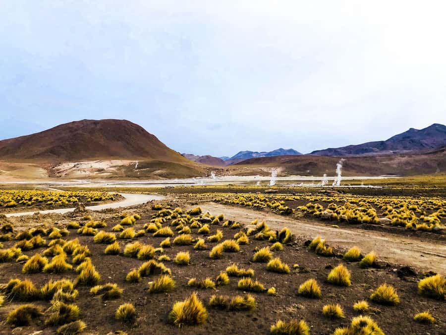 From San Pedro de Atacama: Geysers del Tatio Half-Day Tour - The Putana River and the return through open country