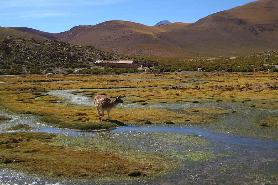 From San Pedro de Atacama: Geysers del Tatio Half-Day Tour - Walking among El Tatio’s fumaroles and boiling pools