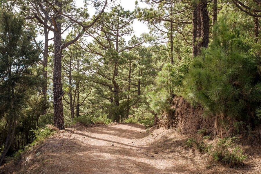 From Santa Cruz: Teide Volcano, Icod, & Garachico Tour - La Laguna: Tenerife’s historic final stop