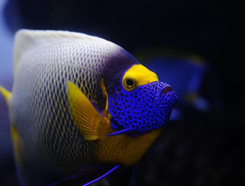 From Sharm: White Island and Ras Mohamed Snorkeling Trip - Safety and first-time snorkeling