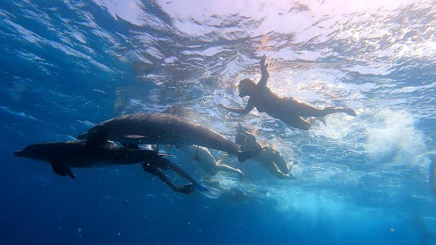 From Sharm: White Island and Ras Mohamed Snorkeling Trip - What the $29 price really includes