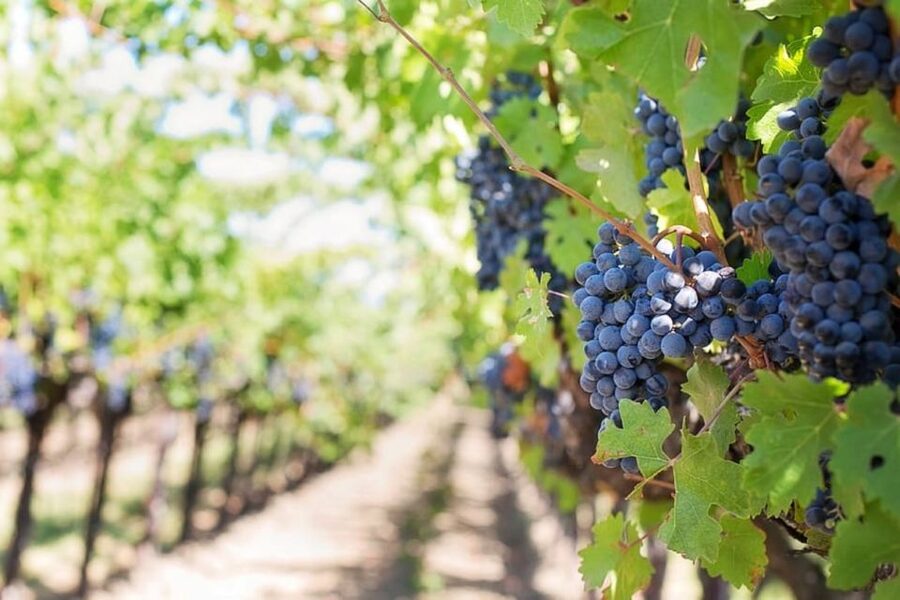 From Sorrento: Pompeii & Mt. Vesuvius Tour with Lunch & Wine - A full day, not a tidy eight hours