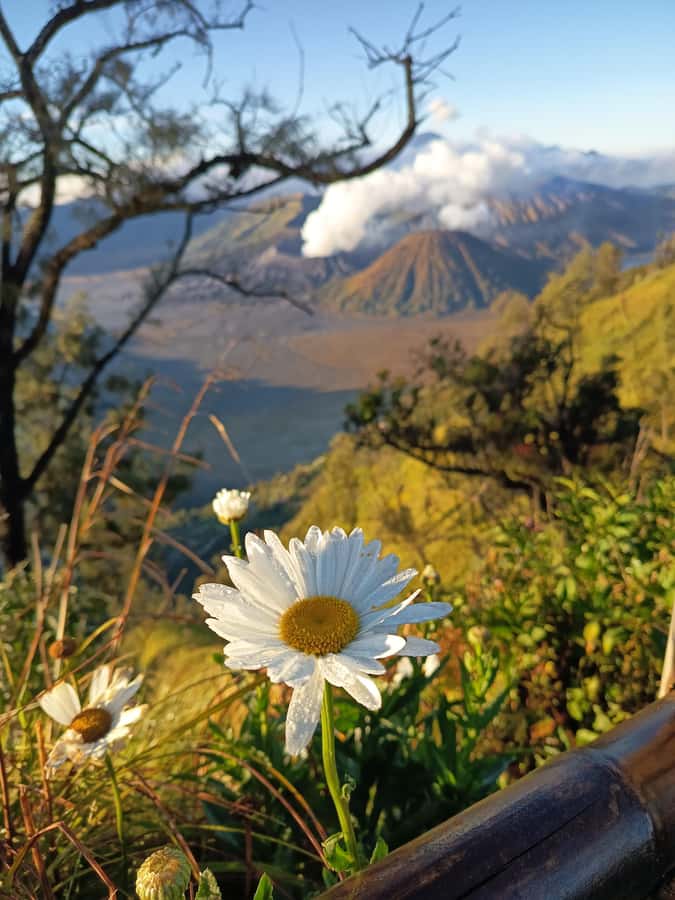 From Surabaya: Private 3-Day Mount Bromo Ijen Tour - Ijen after midnight: the hardest morning