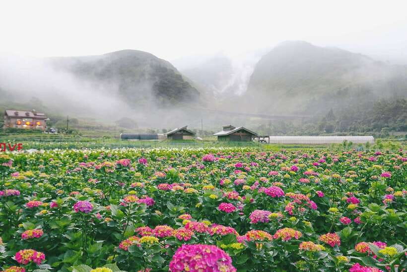 From Taipei: Private Yangmingshan Volcano and Nature Tour - From Taipei hotels to Yangmingshan’s Flower Clock