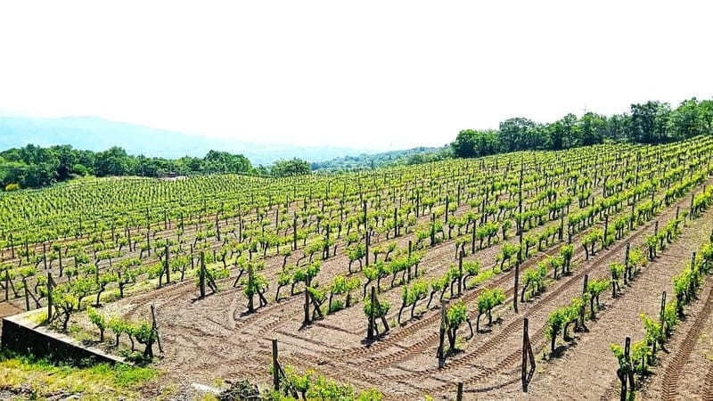 From Taormina: Etna Walking Tour and Wine Tasting in Winery - Inside a lava tunnel for about 15 minutes