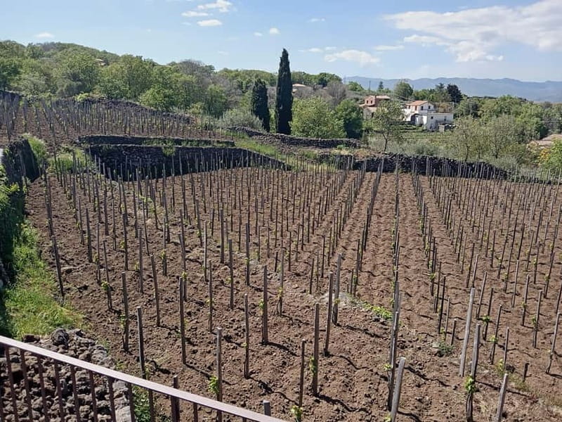 From Taormina: Etna Walking Tour and Wine Tasting in Winery - Price and practical value at $180.12