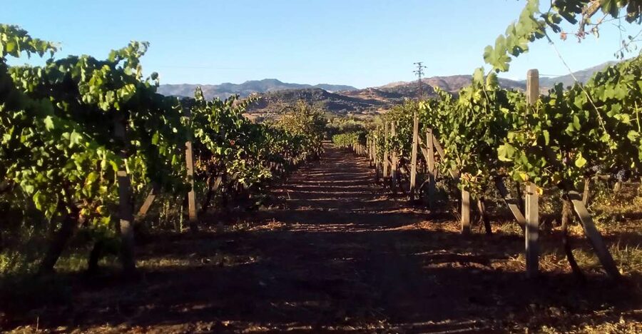 From Taormina: Etna Wineries Small Group Tour - Key points to know before booking