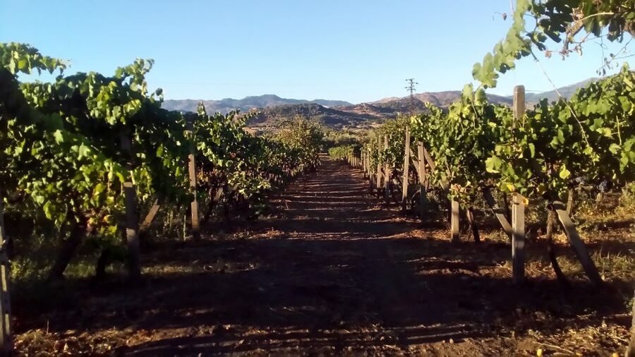 From Taormina: Etna Wineries Small Group Tour - Timing, comfort, and the shape of the day