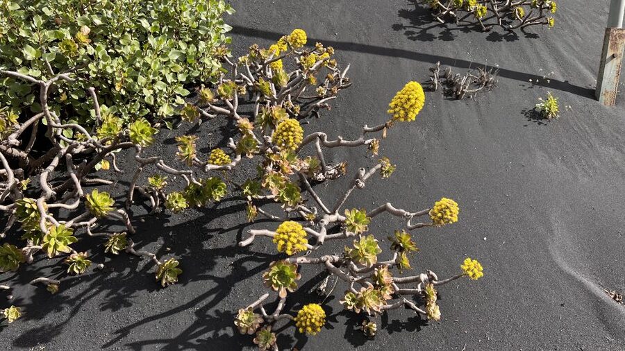 From Tenerife: Day Trip to La Palma Volcanic Landscapes - El Paso, lunch and a short break