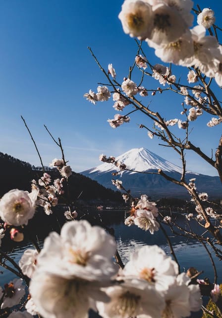 From Tokyo: Mount Fuji and Hakone Private Customize tour - Why this private Fuji day trip works