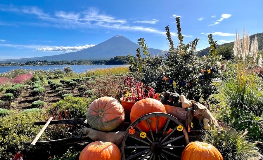 From Tokyo: Mount Fuji Customizable Sightseeing Tour - What the driver adds to the experience