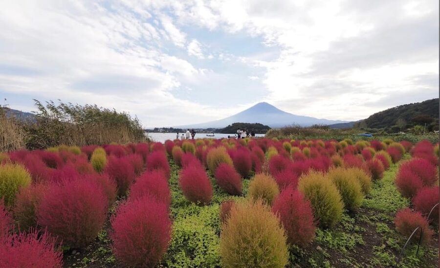 From Tokyo: Mount Fuji Full Customized Tour English Guide - Kitaguchi Sengen Shrine beneath the old trees