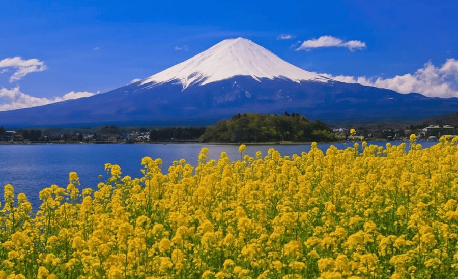 From Tokyo: Mount Fuji Full Day Customizable Private Tour - FAQ