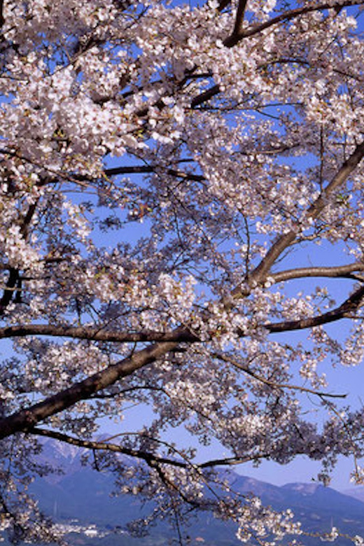 From Tokyo: Mt. Fuji, Hakone, Owakudani & Lake Ashi Bus Tour - Hakone Shrine and its forest setting
