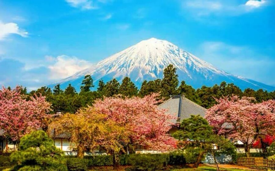 From Tokyo:private Mount Fuji tour with guide - What the vehicle and driver arrangement means