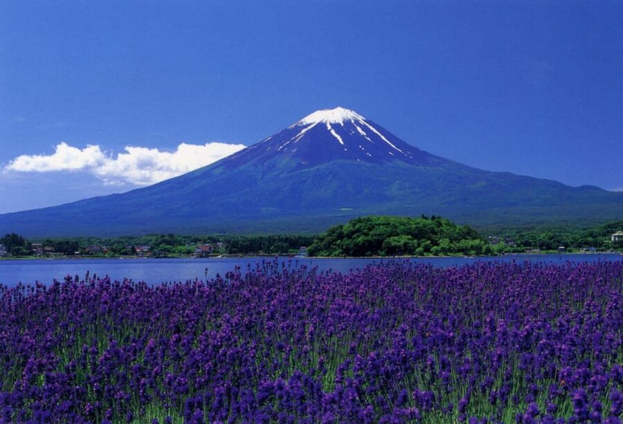 Fuji/Hakone Private Tour, English speaking guide, Photograph - Lunch in Fujikawaguchiko with room for local choices