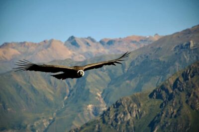 Full-Day Colca Canyon Tour from Arequipa