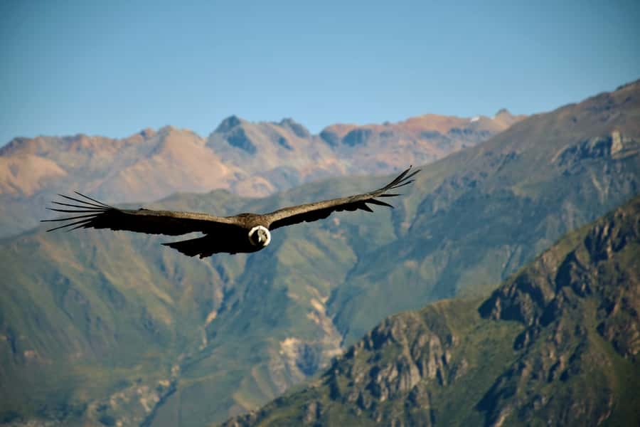 Full-Day Colca Canyon Tour from Arequipa - Pampa Cañahuas: vicuñas before breakfast