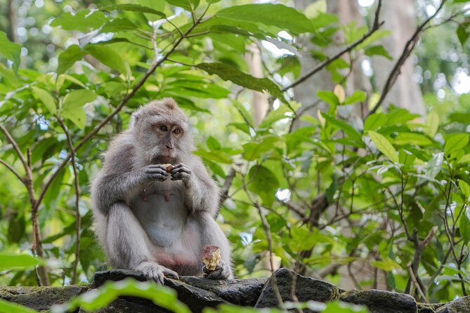 Full Day Kintamani Volcano View and Ubud Village Tour - Barong and Keris, Bali’s good-versus-evil opening act