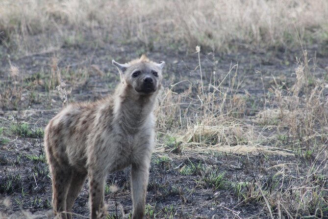 Full-Day Ngorongoro Crater private tour - Game viewing from the custom 4x4 Land Cruiser