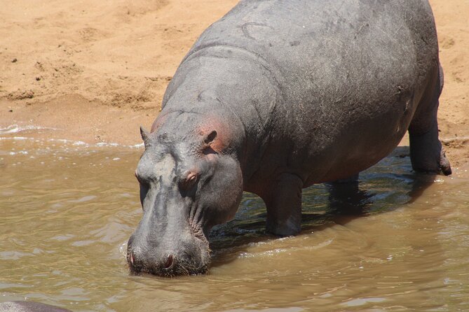 Full-Day Ngorongoro Crater private tour - The return to Arusha around 3:00 p.m.