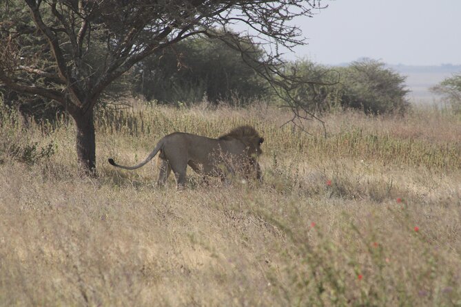 Full-Day Ngorongoro Crater private tour - Who should book this private crater safari?