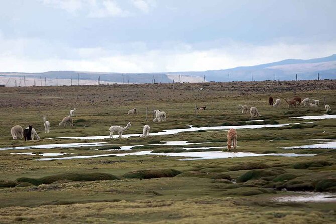 Full Day Tour to Colca Canyon from Arequipa - Abra Patapampa reaches the high Andes
