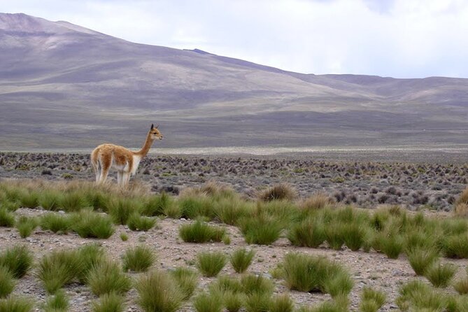 Full Day Tour to Colca Canyon from Arequipa - Antahuilque puts the terraces in context