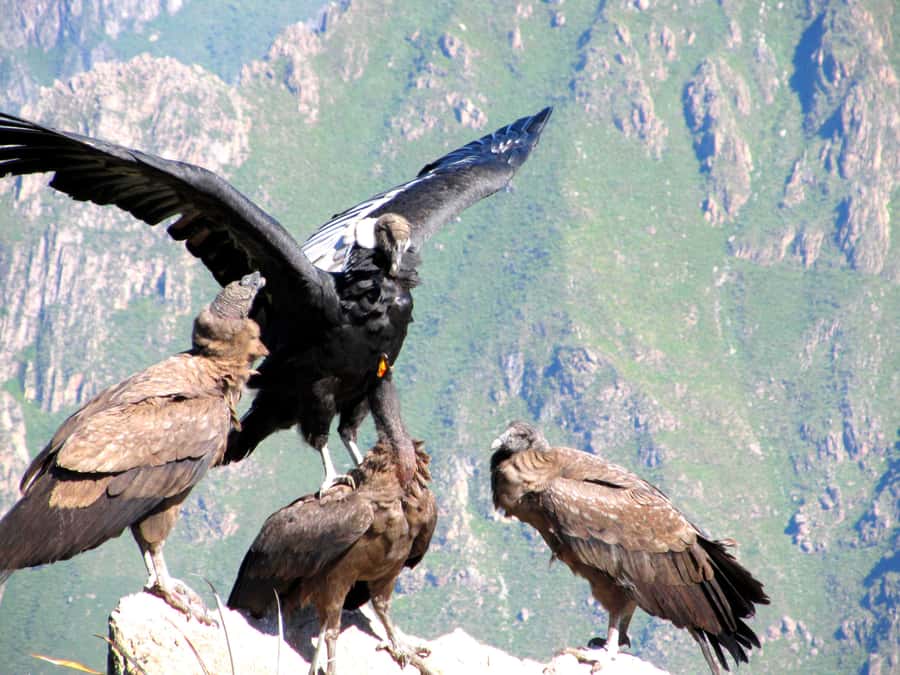 Full Day Trip to Colca Canyon from Arequipa ending in Puno - One very long day from Arequipa to Puno