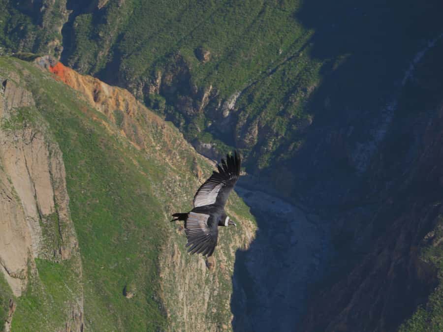 Full Day Trip to Colca Canyon from Arequipa ending in Puno - Maca, Yanque, and the living Colca region